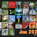 June 2021 Calendar by kvphoto