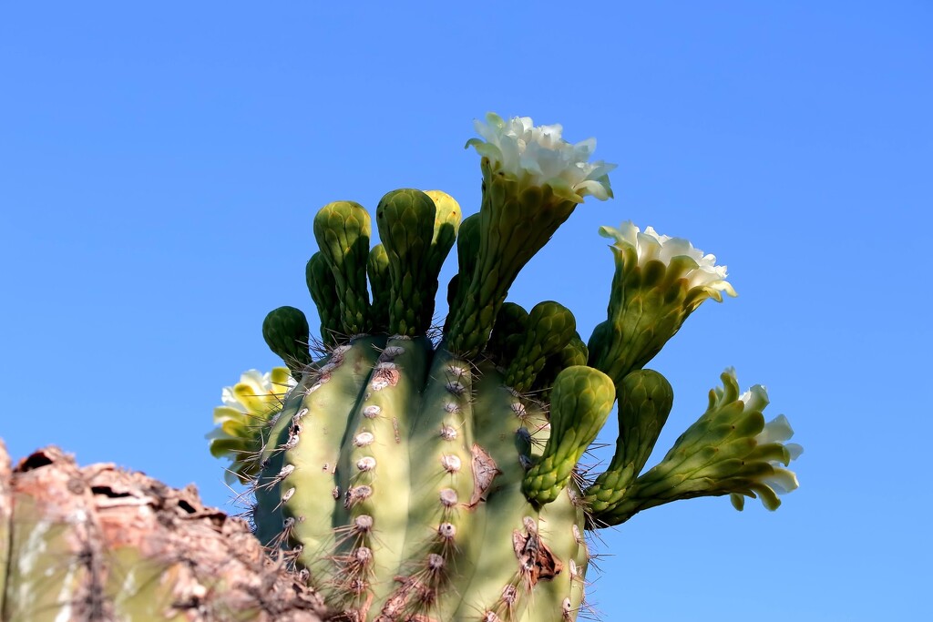 saguaro blooms by blueberry1222