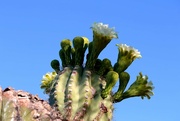 1st Jul 2021 - saguaro blooms