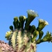 saguaro blooms by blueberry1222