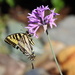 Swallowtail Butterfly by markandlinda
