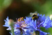 28th Jun 2021 - Bumblebee