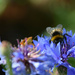 Bumblebee by parisouailleurs