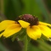 My 3rd wildflower find of summer... by marlboromaam