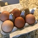 Eggs, Like People, come in All Colors by allie912
