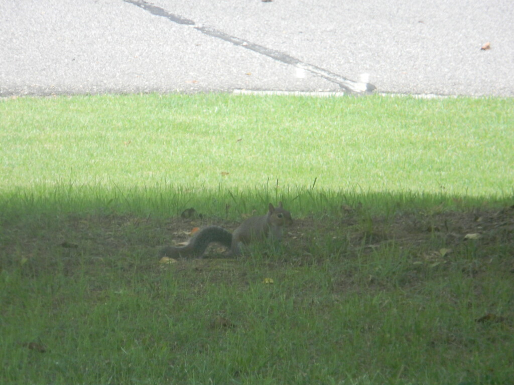 Squirrel in Front Yard by sfeldphotos