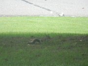 30th Jun 2021 - Squirrel in Front Yard