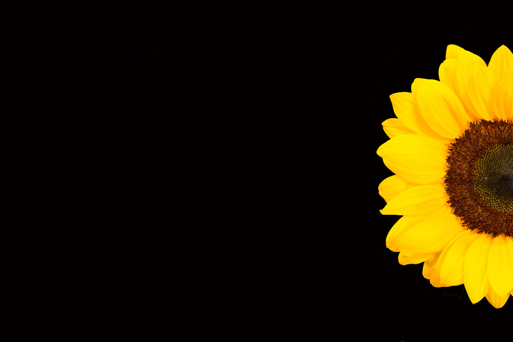 Sunflower by creative_shots
