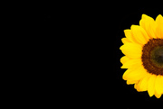 26th Jun 2021 - Sunflower
