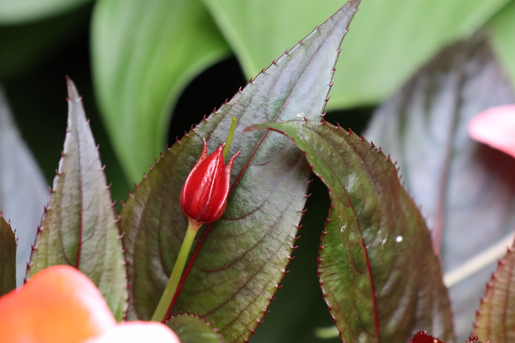 Impatiens in Bud by 365projectorgheatherb