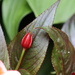 Impatiens in Bud by 365projectorgheatherb