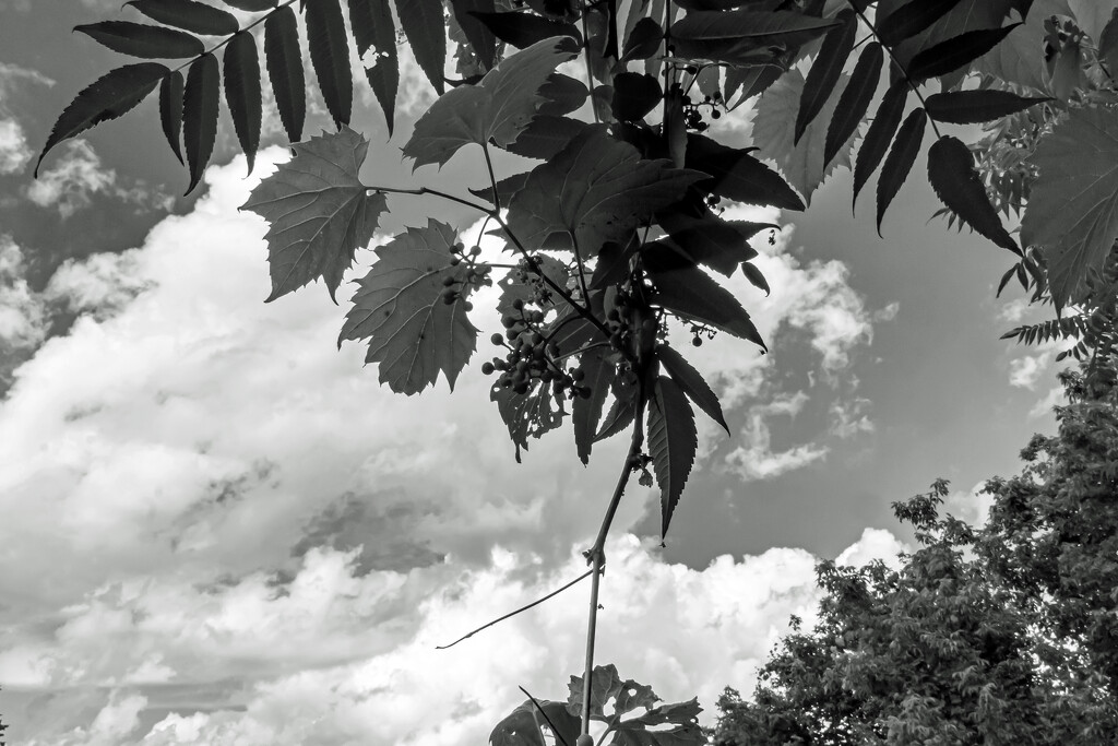 Tag Challenge - Plant, Clouds and B&W by farmreporter
