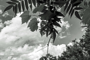 30th Jun 2021 - Tag Challenge - Plant, Clouds and B&W