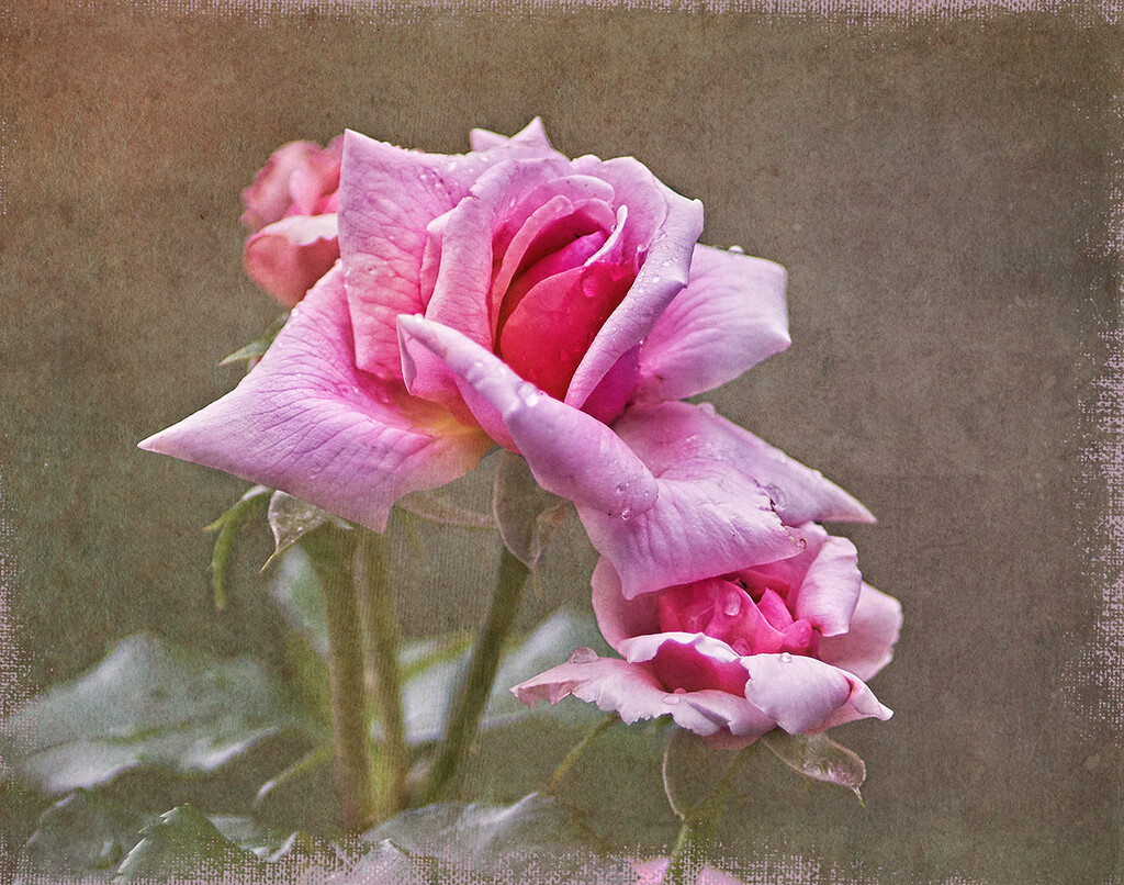 Pretty in Pink by gardencat