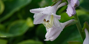 30th Jun 2021 - Hosta flower