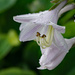Hosta flower by larrysphotos