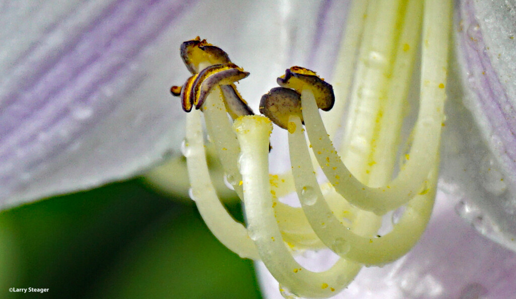 Inside look Hosta bloom by larrysphotos