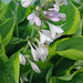 Stock of Hosta Blooms by larrysphotos