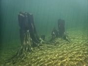 30th Jun 2021 - Underwater Stumps