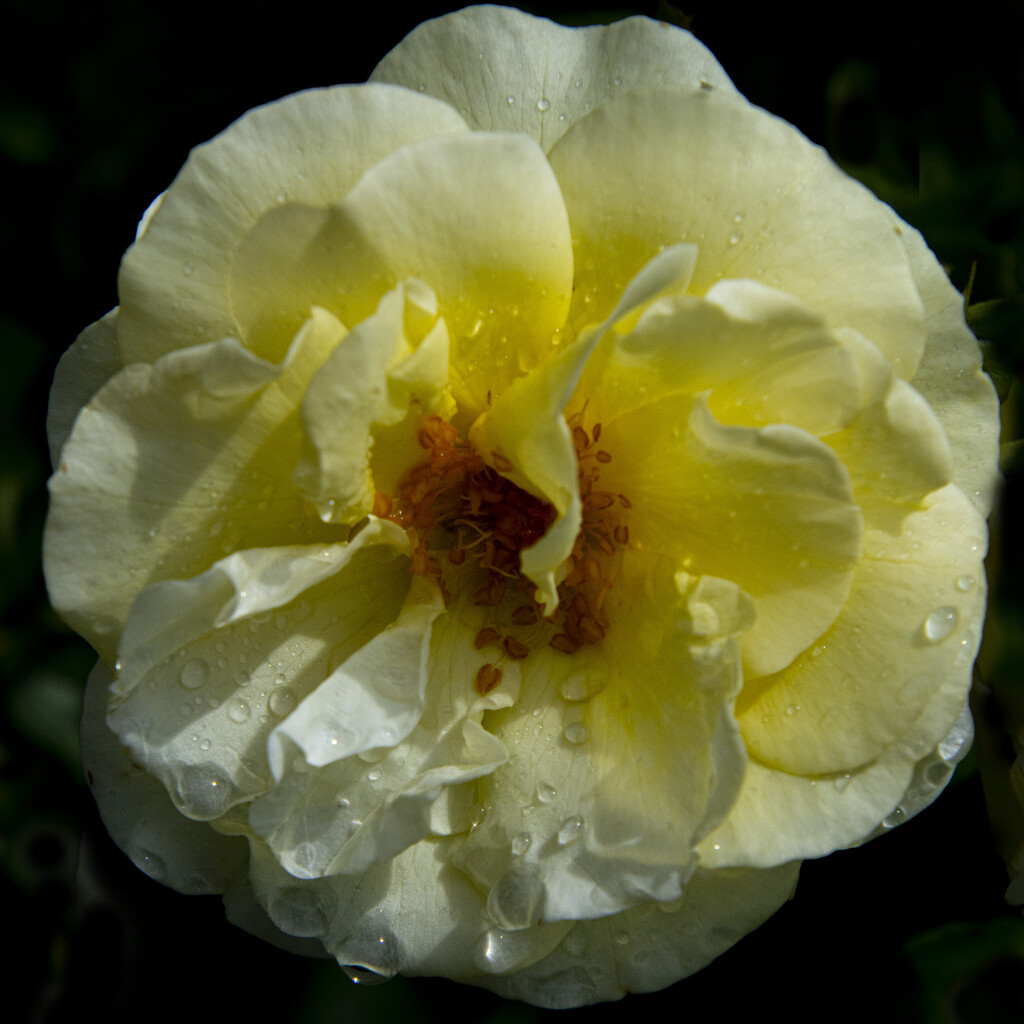 Water Soaked Rose by cwbill