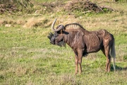 1st Jul 2021 - Considered the strangest looking animal in Africa,