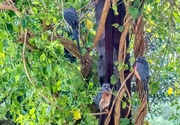 1st Jul 2021 - Mousebirds sheltering from the rain