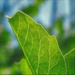 Pea leaf (macro) by etienne