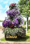 1st Jul 2021 - Flower displays