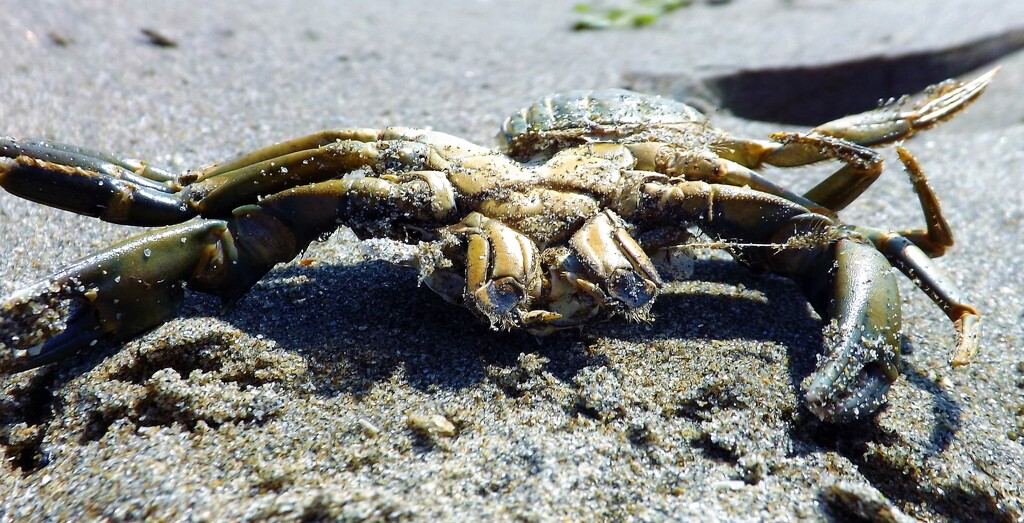 Crab Crawler by ajisaac