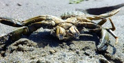 30th Jun 2021 - Crab Crawler