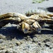 Crab Crawler by ajisaac