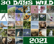 1st Jul 2021 - 30 Days Wild 2021