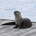 Surprise Visitor - River Otter by markandlinda