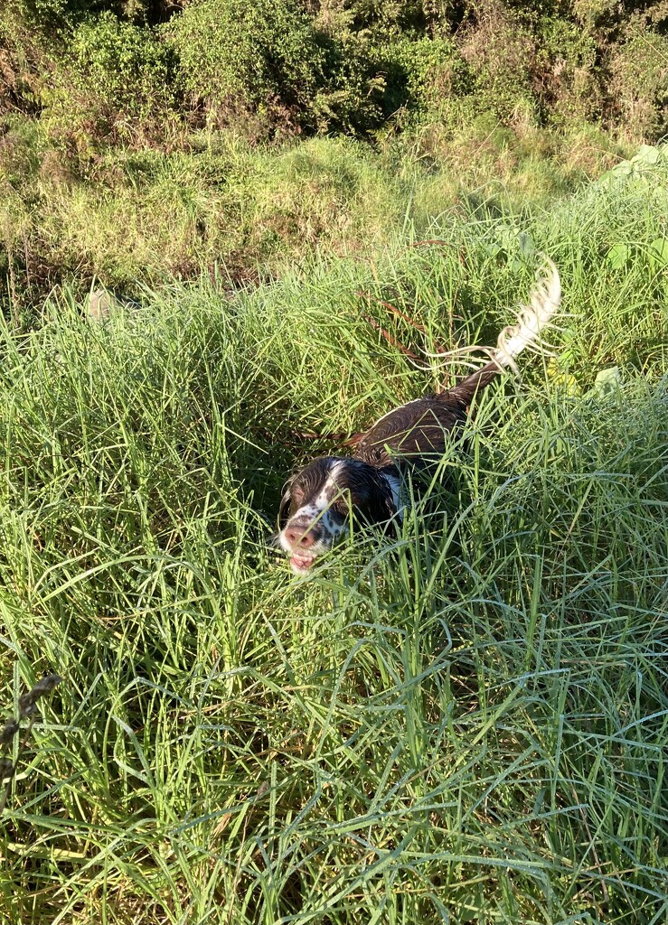 Flynn just loves the chance to run through long grasses by Dawn