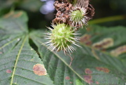1st Jul 2021 - New conkers!