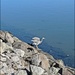 Grey Heron by sandradavies