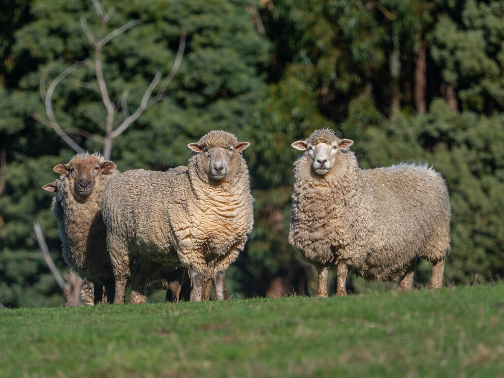Sheep by gosia