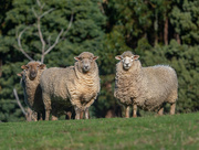 1st Jul 2021 - Sheep