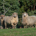 Sheep by gosia