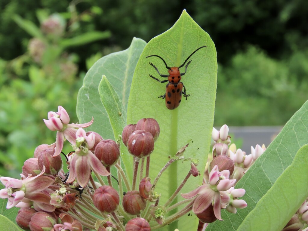 Blooms and bugs  by kimhearn