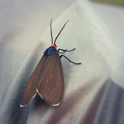 1st Jul 2021 - Virginia Ctenucha Moth