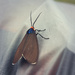 Virginia Ctenucha Moth by juliedduncan
