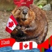 O Canada by bruni