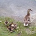 Mother duck and her cut babies by bruni
