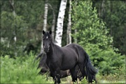 1st Jul 2021 - Dartmoor Pony