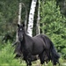 Dartmoor Pony by rosiekind