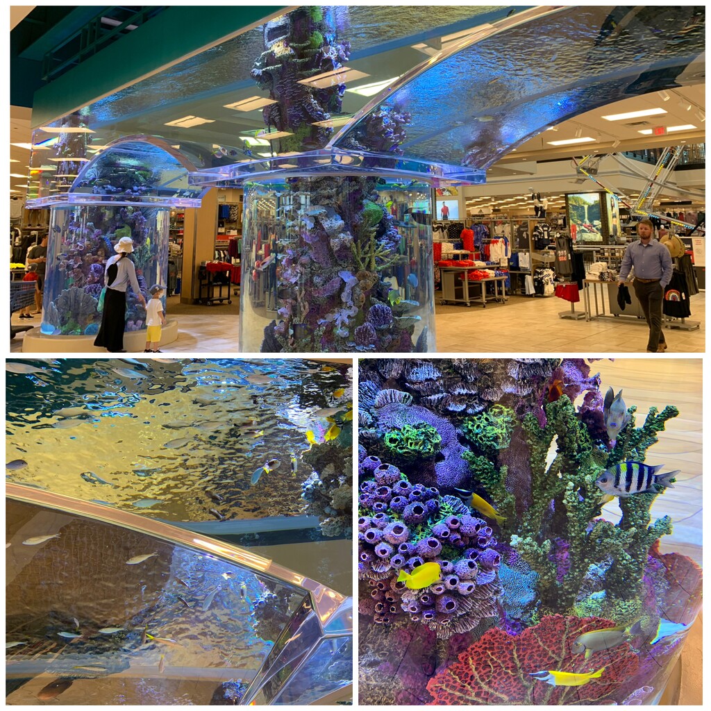An in-store aquarium by louannwarren