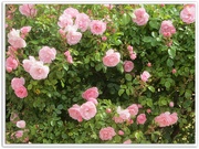 1st Jul 2021 - Little Pink Roses 
