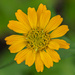 Yellow Zinnia... by thewatersphotos