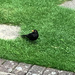 Tony the Blackbird  by cataylor41